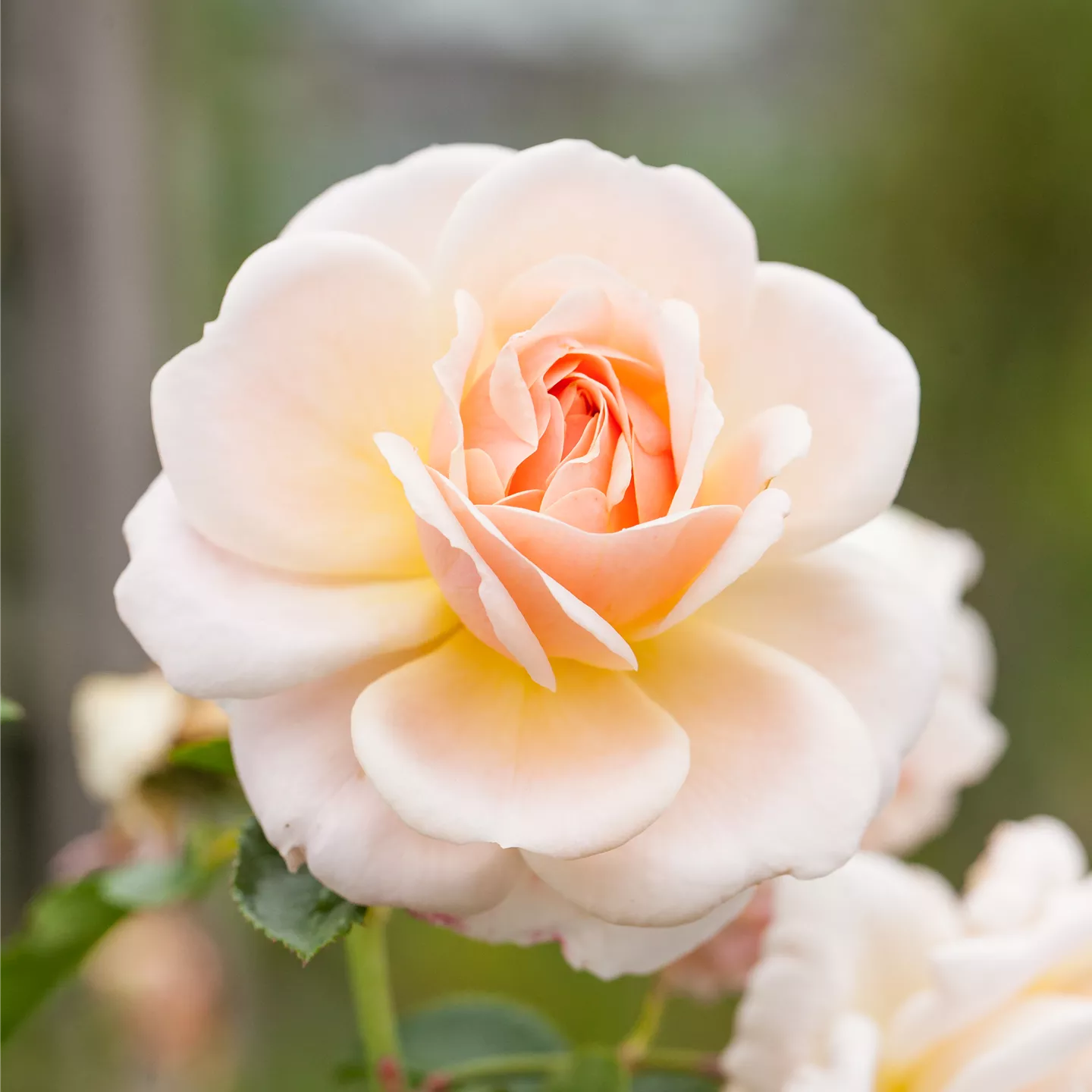 Rosen kaufen in unserem Onlineshop