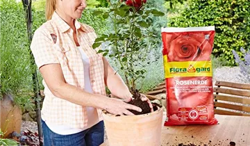Spezialerde für Rosen im Kübel und im Gartenbeet
