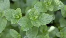 Mentha spicata