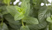 Mentha spicata