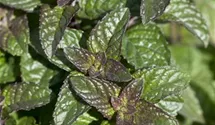 Mentha spicata