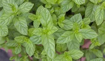 Mentha spicata