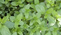 Mentha spicata