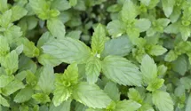Mentha spicata
