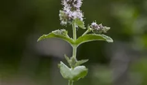 Mentha spicata