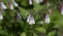 Symphytum grandiflorum 'Hidcote Blue'