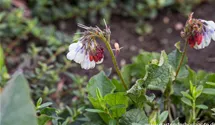 Symphytum grandiflorum 'Hidcote Blue'