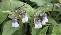 Symphytum grandiflorum 'Hidcote Blue'