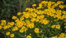 Helenium x cult.'Double Trouble' -R-