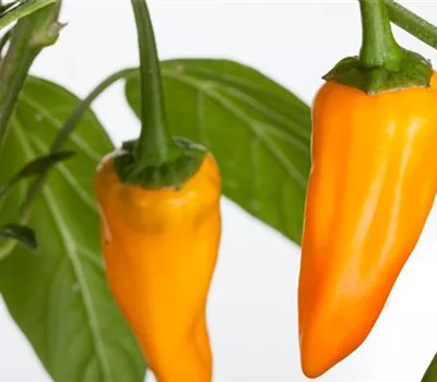 Capsicum annuum, gelb