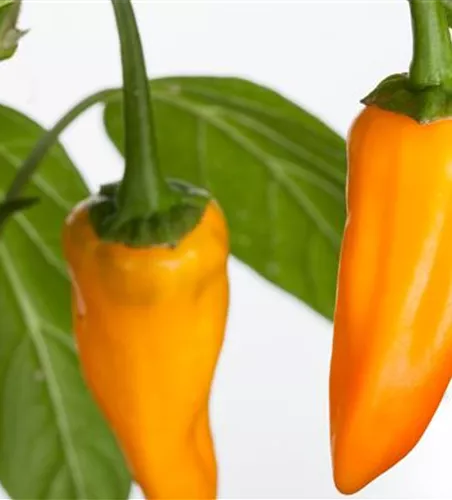 Capsicum annuum, gelb Capsicum annuum, gelb