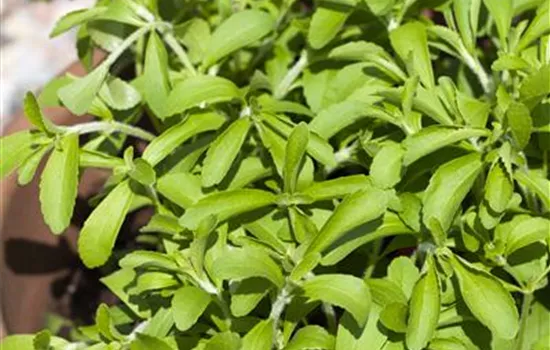 Stevia Süßkraut