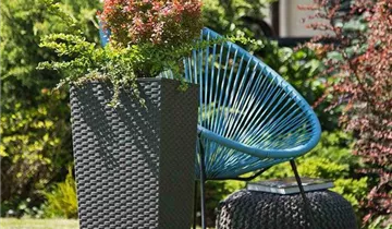 Siena Garden Pflanzkübel Paris, eckig, 25x25x46,5 cm Rattanoptik in graphit Kunststoff 