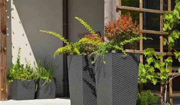 Siena Garden Pflanzkübel Paris, eckig, 25x25x46,5 cm Rattanoptik in graphit Kunststoff 