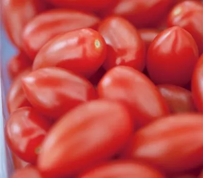 Solanum lycopersicum 'San Marzano'