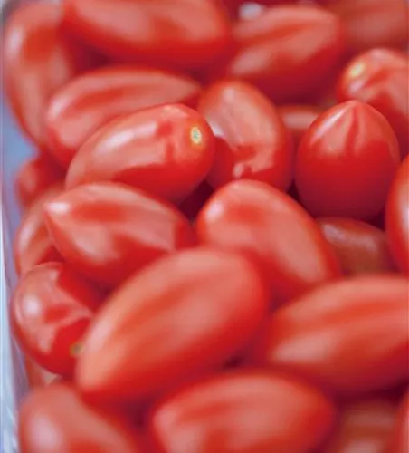 Solanum lycopersicum 'San Marzano'