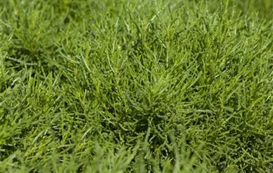 Santolina viridis