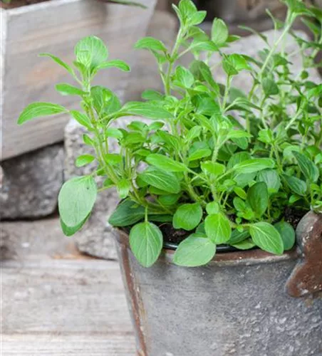 Origanum vulgare 'Diabolo'