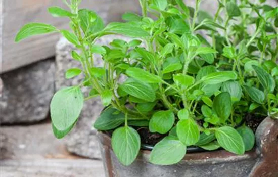 Origanum vulgare 'Diabolo'