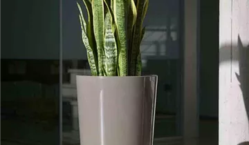 Euro3plast Pflanztopf Ø40cm taupe