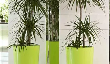 Euro3plast Pflanztopf Ø40cm taupe