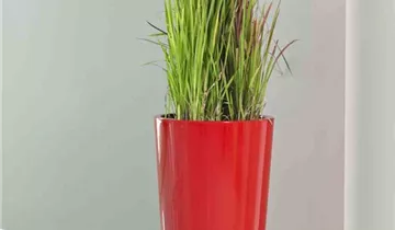 Euro3plast Pflanztopf Ø40cm taupe