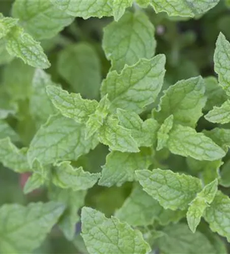 Mentha 'Erdbeere'