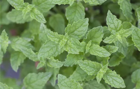 Mentha 'Erdbeere'