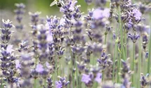 Lavandula angustifolia 'Munstead'