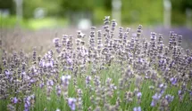 Lavandula angustifolia 'Munstead'