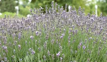 Lavandula angustifolia 'Munstead'
