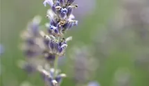 Lavandula angustifolia 'Munstead'