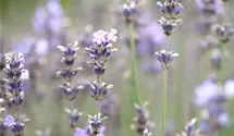 Lavandula angustifolia 'Munstead'