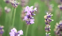 Lavandula angustifolia 'Munstead'