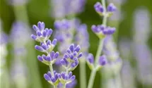 Lavandula angustifolia 'Munstead'