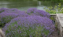 Lavandula angustifolia 'Munstead'