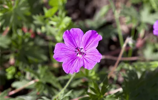 Garten-Blut-Storchschnabel 'Tiny Monster'