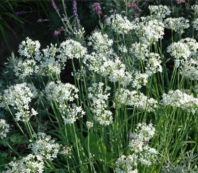 Allium tuberosum 'Neko'