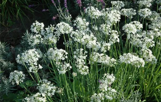 Allium tuberosum 'Neko'