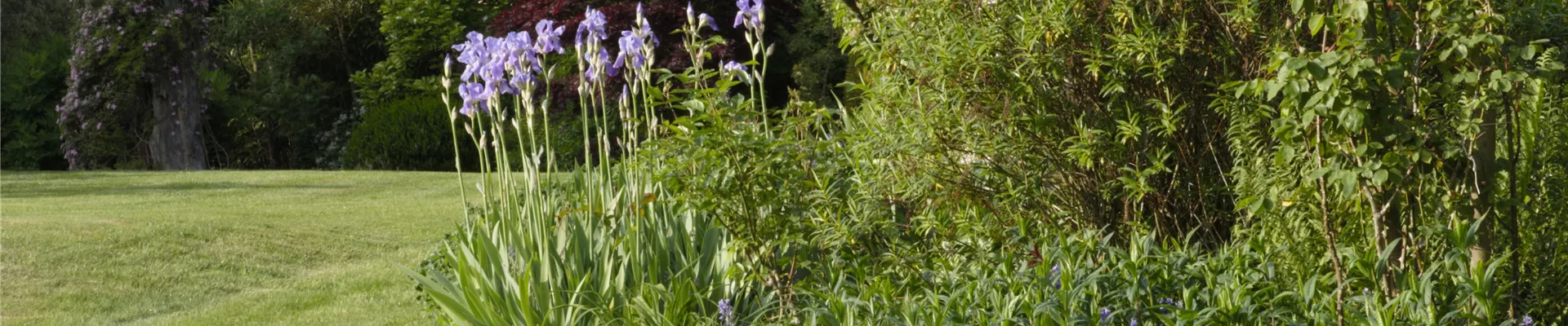 Beet mit Schwertlilien