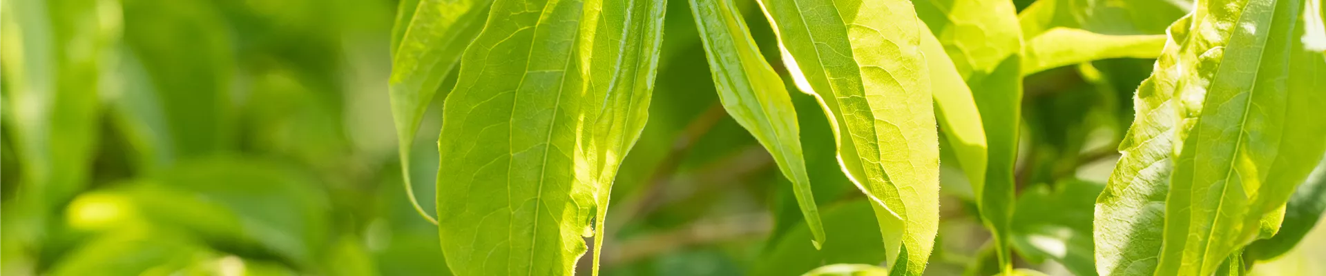 Heptacodium miconioides