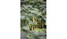 Phaseolus vulgaris var. nanus 'Wachs Beste von Allen'