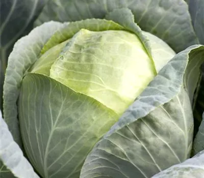 Brassica oleracea
