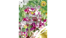 Lathyrus odoratus 'Unwins Striped'