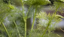 Foeniculum vulgare
