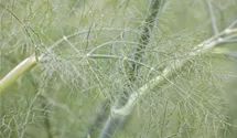 Foeniculum vulgare