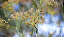 Foeniculum vulgare