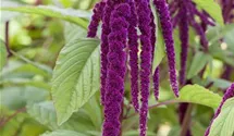 Amaranthus caudatus, rot