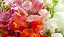 Antirrhinum majus 'Brazilian Carnival'