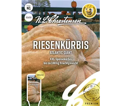 Kürbissamen 'Atlantic Giant'